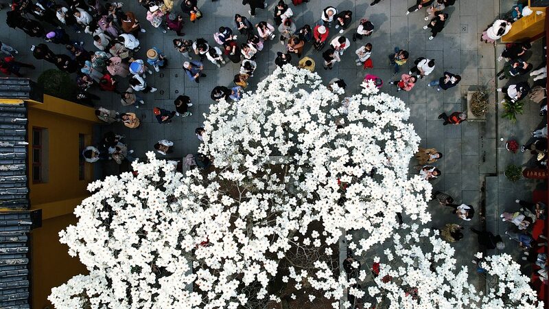 Spring_Spectacle__500_Year_Old_Magnolia_Blooms_at_Faxi_Temple_in_Hangzhou