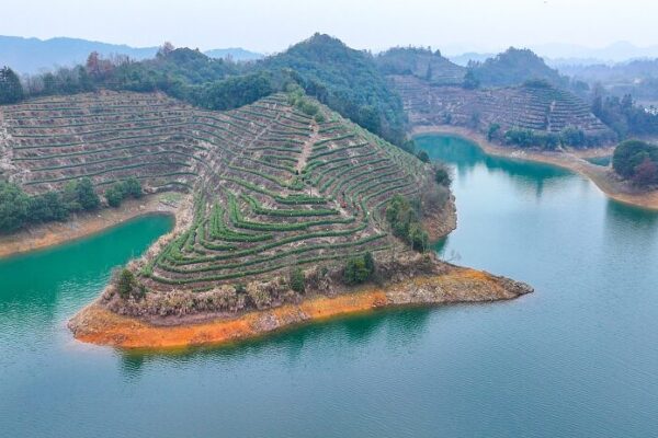 Spring Tea Harvest Kicks Off in Hangzhou’s Qiandao Lake 🌿🍵 Spring_Tea_Harvest_Kicks_Off_in_Hangzhou_s_Qiandao_Lake___