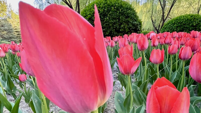 Spring_Vibes__Tulips_in_Full_Bloom_at_Beijing_s_Chaoyang_Park__