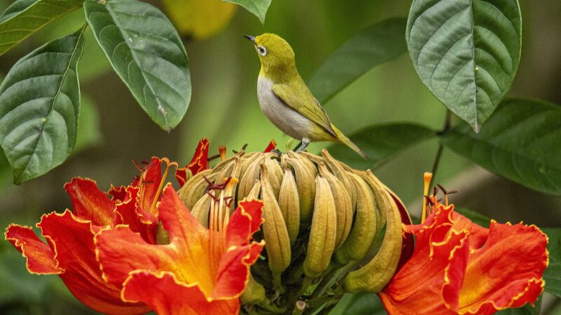 Spring_s_Arrival__Adorable_Birds_and_Blooming_African_Tulip_Trees___ - News for amigos, by amigos Spring_s_Arrival__Adorable_Birds_and_Blooming_African_Tulip_Trees___