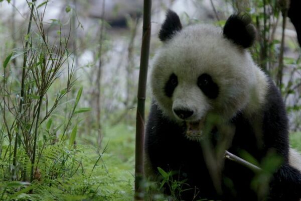 Springtime Feast: Giant Pandas Munch on Fresh Bamboo in Qinling Mountains Springtime_Feast__Giant_Pandas_Munch_on_Fresh_Bamboo_in_Qinling_Mountains video poster