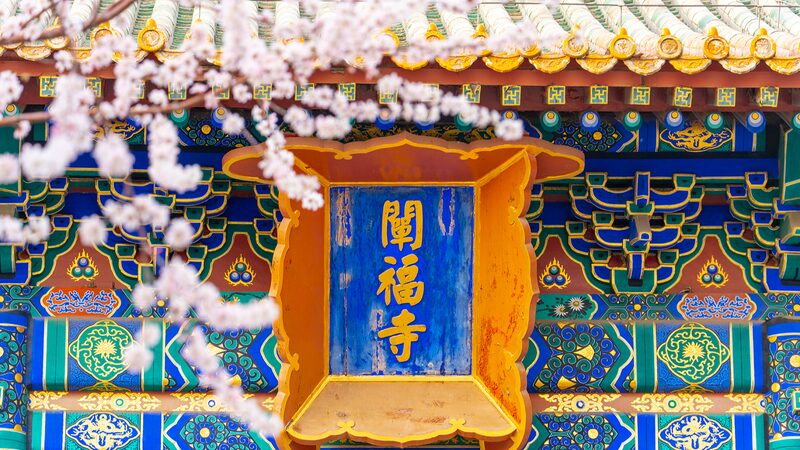 Springtime_Magic__Mountain_Peach_Blossoms_Illuminate_Beijing_s_Beihai_Park__ - News for amigos, by amigos Springtime_Magic__Mountain_Peach_Blossoms_Illuminate_Beijing_s_Beihai_Park__