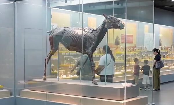 Step Inside: China’s University Museums Now Open to All Step_Inside__China_s_University_Museums_Now_Open_to_All