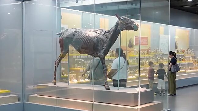 Step_Inside__China_s_University_Museums_Now_Open_to_All - News for amigos, by amigos Step_Inside__China_s_University_Museums_Now_Open_to_All