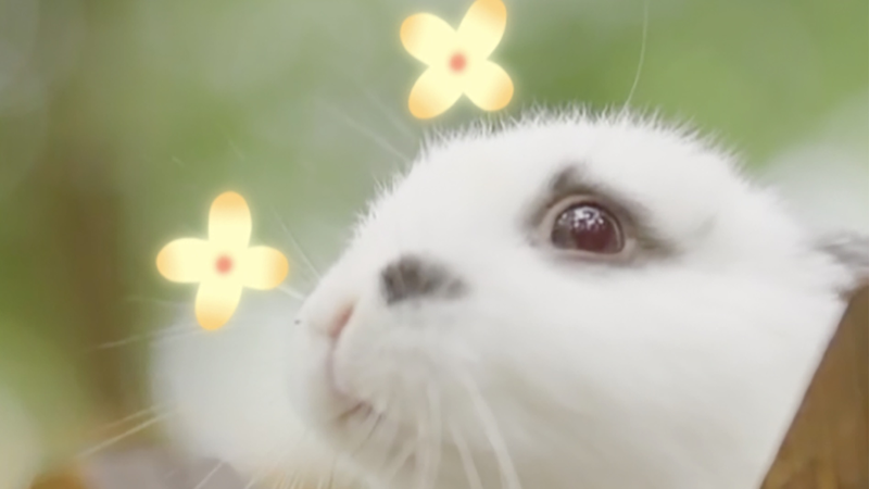 Step_into_a_Fairytale_Wonderland_at_Jiangsu_s_Holland_Flower_Park__ video poster