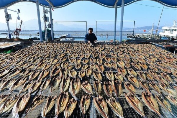 Sun-Dried Fish Jerky: Qingdao’s Fishermen Gear Up for Spring Festival 🎏 Sun_Dried_Fish_Jerky__Qingdao_s_Fishermen_Gear_Up_for_Spring_Festival__