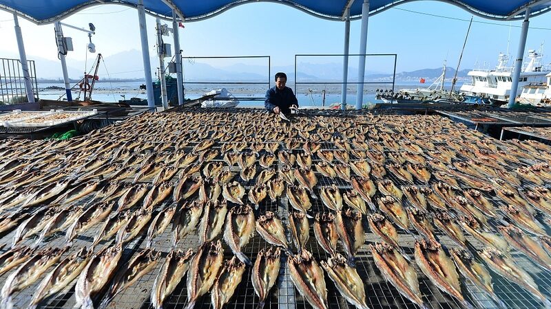 Sun_Dried_Fish_Jerky__Qingdao_s_Fishermen_Gear_Up_for_Spring_Festival__ - News for amigos, by amigos Sun_Dried_Fish_Jerky__Qingdao_s_Fishermen_Gear_Up_for_Spring_Festival__