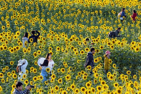 Sunflowers Light Up Beijing’s Wenyuhe Park This Autumn Sunflowers_Light_Up_Beijing_s_Wenyuhe_Park_This_Autumn