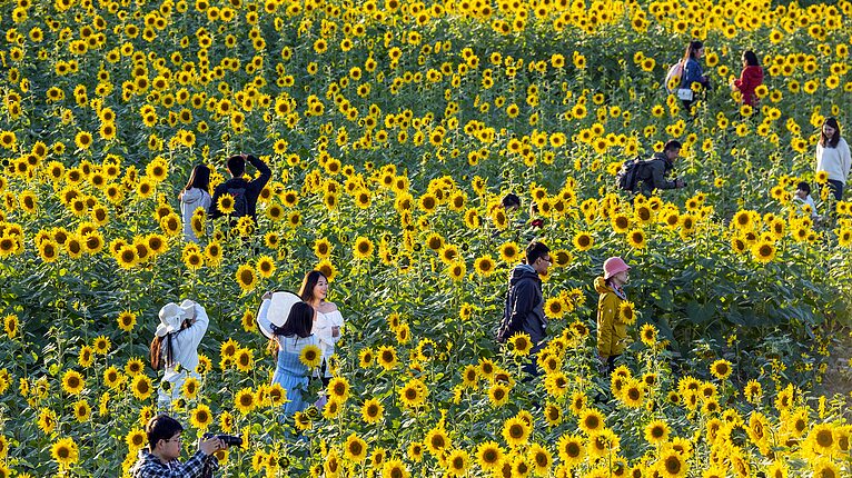 Sunflowers_Light_Up_Beijing_s_Wenyuhe_Park_This_Autumn - News for amigos, by amigos Sunflowers_Light_Up_Beijing_s_Wenyuhe_Park_This_Autumn