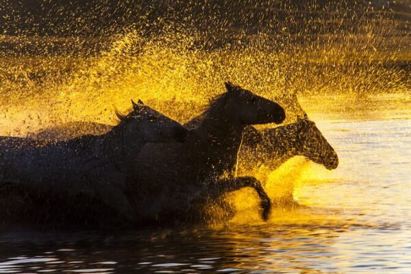 Sunrise Serenade: Galloping Horses Paint Golden Mornings in Inner Mongolia Sunrise_Serenade__Galloping_Horses_Paint_Golden_Mornings_in_Inner_Mongolia