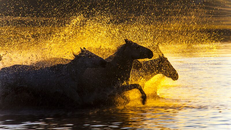 Sunrise_Serenade__Galloping_Horses_Paint_Golden_Mornings_in_Inner_Mongolia - News for amigos, by amigos Sunrise_Serenade__Galloping_Horses_Paint_Golden_Mornings_in_Inner_Mongolia