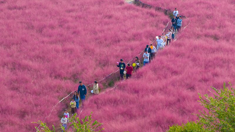 Suqian_s_Pink_Muhly_Grass_Fields_Turn_Autumn_into_a_Fairy_Tale - News for amigos, by amigos Suqian_s_Pink_Muhly_Grass_Fields_Turn_Autumn_into_a_Fairy_Tale