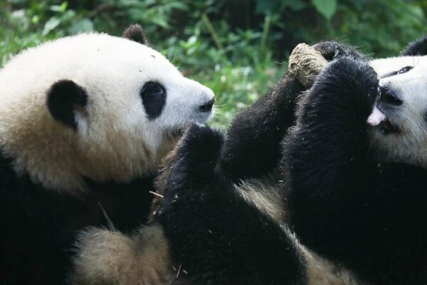 Surprise Twist: Panda Twin He Ye Is Actually Female! 🐼✨ Surprise_Twist__Panda_Twin_He_Ye_Is_Actually_Female____