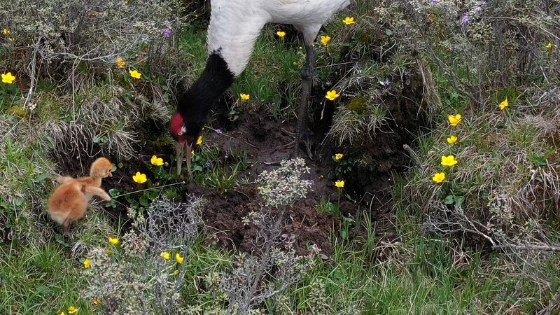 Survival_on_the_Plateau__Did_the_Black_Necked_Crane_Chick_Escape_the_Wolf__poster - News for amigos, by amigos Survival_on_the_Plateau__Did_the_Black_Necked_Crane_Chick_Escape_the_Wolf_ video poster