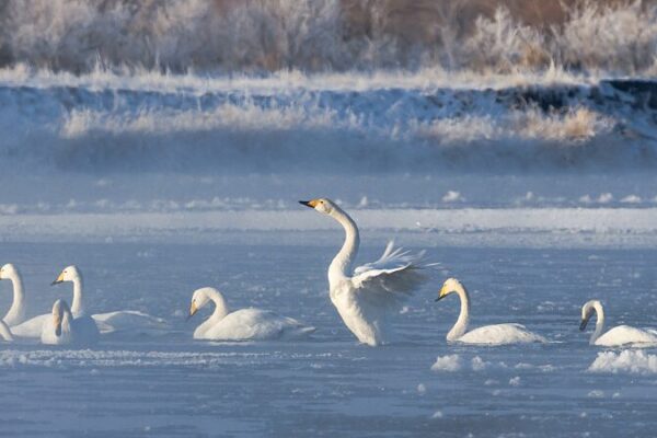 Swans Dance in Gansu’s Morning Mist: A Poetic Sunrise in Zhangye City Swans_Dance_in_Gansu_s_Morning_Mist__A_Poetic_Sunrise_in_Zhangye_City