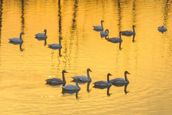 Swans Flock to China’s Hongze Lake: A Winter Spectacle in Jiangsu Province 🦢❄️ Swans_Flock_to_China_s_Hongze_Lake__A_Winter_Spectacle_in_Jiangsu_Province____