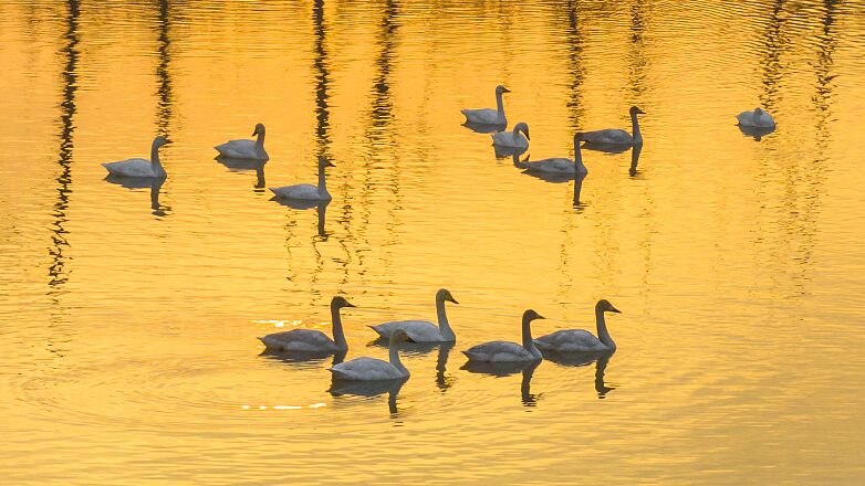 Swans_Flock_to_China_s_Hongze_Lake__A_Winter_Spectacle_in_Jiangsu_Province____ - News for amigos, by amigos Swans_Flock_to_China_s_Hongze_Lake__A_Winter_Spectacle_in_Jiangsu_Province____