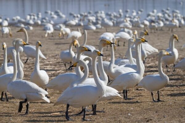 Swans Flock to China’s Sanmenxia: The City of Swans Welcomes You! 🦢 Swans_Flock_to_China_s_Sanmenxia__The_City_of_Swans_Welcomes_You___
