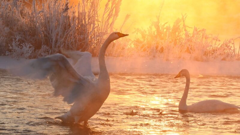 Swans_Grace_Liaoning_s_Icy_Linghe_River_Like_Dancing_Stars__ - News for amigos, by amigos Swans_Grace_Liaoning_s_Icy_Linghe_River_Like_Dancing_Stars__