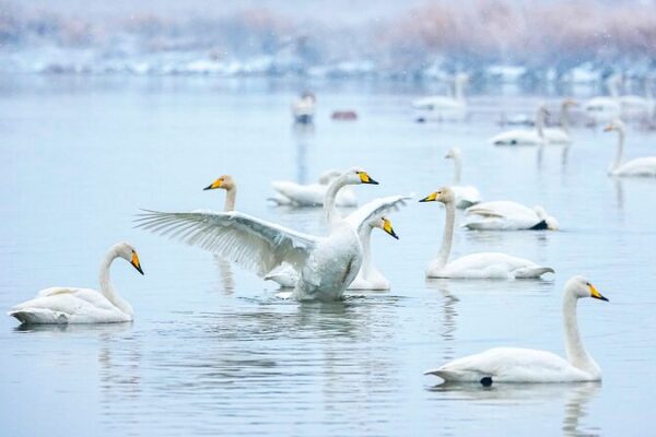 Swans_Play_in_Snowy_Wonderland_of_North_China_s_Wetlands