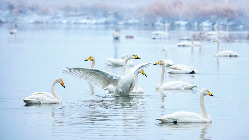 Swans_Play_in_Snowy_Wonderland_of_North_China_s_Wetlands - News for amigos, by amigos Swans_Play_in_Snowy_Wonderland_of_North_China_s_Wetlands