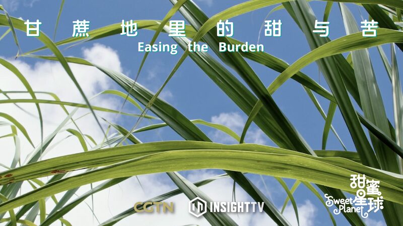 Sweet_Relief__India_s_Women_Sugarcane_Farmers_Embrace_Smart_Techniques_poster - News for amigos, by amigos Sweet_Relief__India_s_Women_Sugarcane_Farmers_Embrace_Smart_Techniques video poster