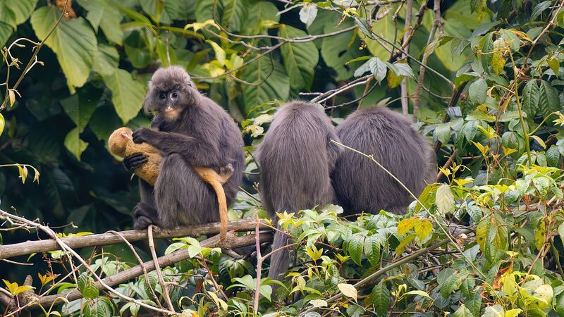 Swinging_Back__China_s_Phayre_s_Leaf_Monkeys_Make_a_Comeback_in_Yunnan_ - News for amigos, by amigos Swinging_Back__China_s_Phayre_s_Leaf_Monkeys_Make_a_Comeback_in_Yunnan_