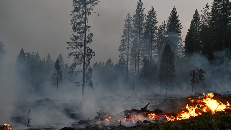 Sydney_s_Wildfire_Heroes__Massive_Grass_Fire_Tamed_____