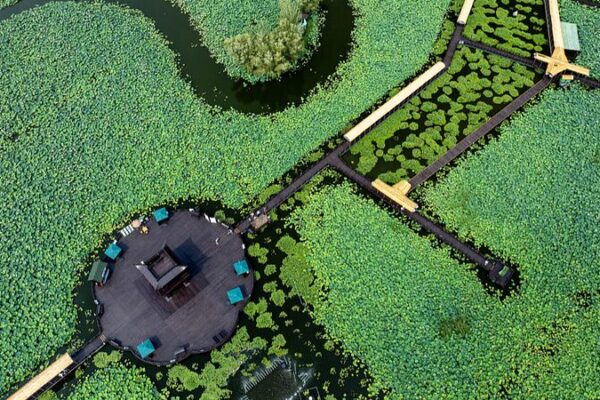 Taizhou’s Lotus Paradise: Your Dream Summer Escape in Jiangsu Province 🌸 Taizhou_s_Lotus_Paradise__Your_Dream_Summer_Escape_in_Jiangsu_Province__