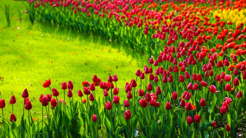 Taiziwan_Park_Blossoms_into_a_Spring_Wonderland___
