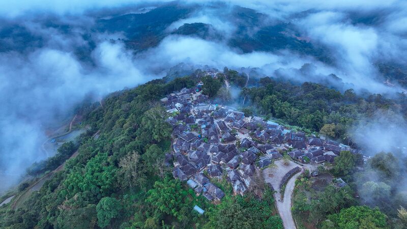 Tea_Time_Travel__Jingmai_Mountain_s_Ancient_Forest_Awaits_ - News for amigos, by amigos Tea_Time_Travel__Jingmai_Mountain_s_Ancient_Forest_Awaits_