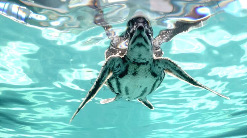 Thailand_Releases_Endangered_Baby_Leatherback_Turtles_into_the_Wild___ - News for amigos, by amigos Thailand_Releases_Endangered_Baby_Leatherback_Turtles_into_the_Wild___