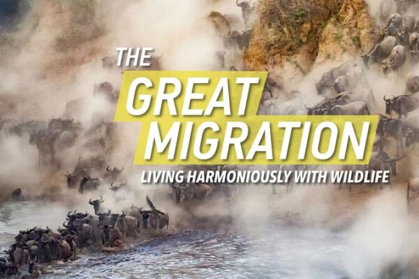 The Great Migration: Nature’s Ultimate Road Trip 🌍🦓 The_Great_Migration__Nature_s_Ultimate_Road_Trip___ video poster