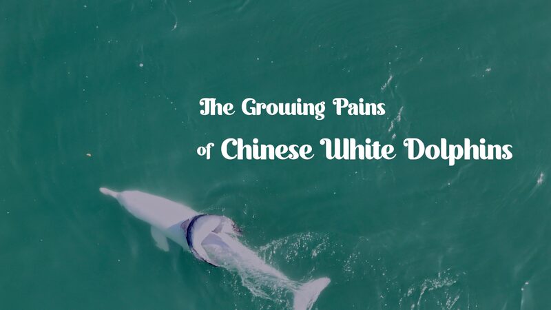 The_Joys_and_Perils_of_Growing_Up__Chinese_White_Dolphins__Family_Tales_poster - News for amigos, by amigos The_Joys_and_Perils_of_Growing_Up__Chinese_White_Dolphins__Family_Tales video poster