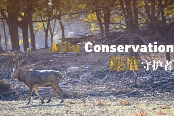 The Milu’s Big Comeback: How Passion Saved China’s ‘Four Dissimilarities’ 🦌 The_Milu_s_Big_Comeback__How_Passion_Saved_China_s__Four_Dissimilarities___ video poster