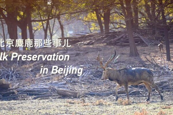 The Return of the Sibuxiang: China’s Elk Make an Epic Comeback 🦌 The_Return_of_the_Sibuxiang__China_s_Elk_Make_an_Epic_Comeback__ video poster