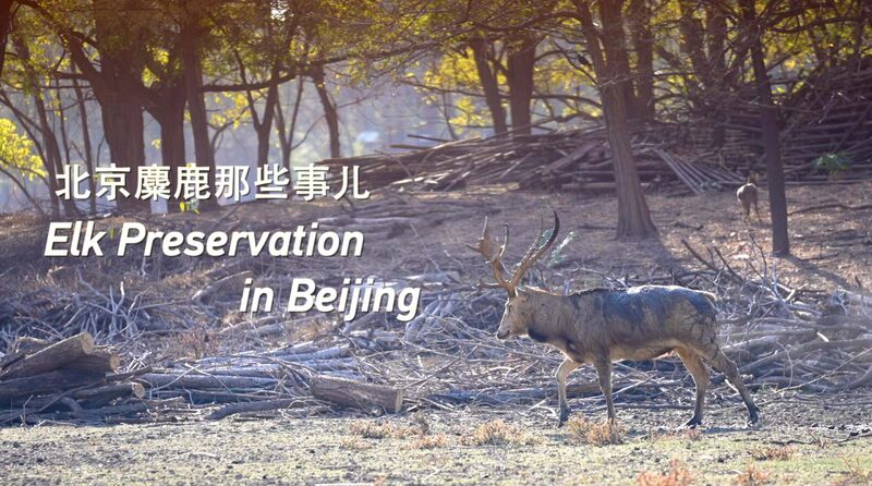 The_Return_of_the_Sibuxiang__China_s_Elk_Make_an_Epic_Comeback___poster - News for amigos, by amigos The_Return_of_the_Sibuxiang__China_s_Elk_Make_an_Epic_Comeback__ video poster