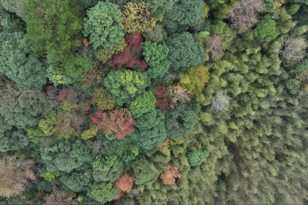 The Silent Power of Nature: Soaring Above Qiandongnan’s Lush Forests The_Silent_Power_of_Nature__Soaring_Above_Qiandongnan_s_Lush_Forests video poster