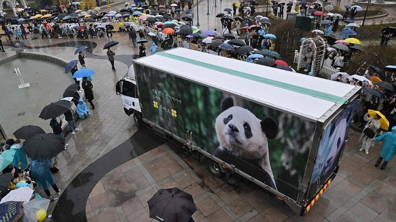 Thousands_Bid_Farewell_to_Giant_Panda_Fu_Bao_as_She_Returns_to_China______ - News for amigos, by amigos Thousands_Bid_Farewell_to_Giant_Panda_Fu_Bao_as_She_Returns_to_China______