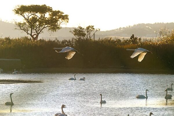 Thousands of Swans Return to Rongcheng for a Winter Wonderland 🦢❄️ Thousands_of_Swans_Return_to_Rongcheng_for_a_Winter_Wonderland____