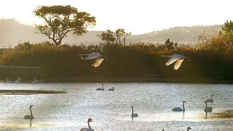 Thousands_of_Swans_Return_to_Rongcheng_for_a_Winter_Wonderland____ - News for amigos, by amigos Thousands_of_Swans_Return_to_Rongcheng_for_a_Winter_Wonderland____