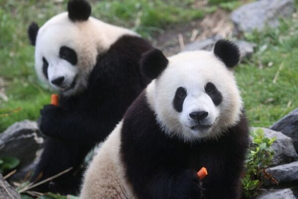 🐼 Three Beloved Giant Pandas Set to Return Home to China in 2024 __Three_Beloved_Giant_Pandas_Set_to_Return_Home_to_China_in_2024