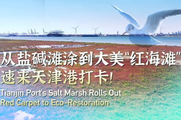 Tianjin Port’s Salt Marsh Turns Red with Eco-Restoration Efforts 🌿❤️ Tianjin_Port_s_Salt_Marsh_Turns_Red_with_Eco_Restoration_Efforts____ video poster