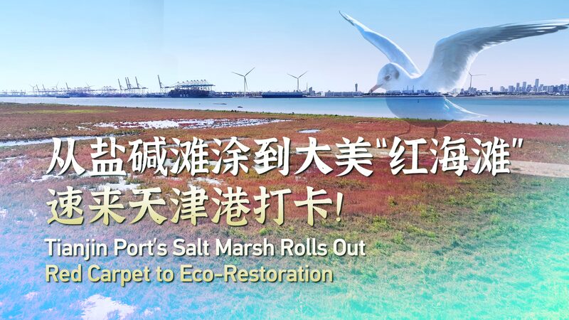 Tianjin_Port_s_Salt_Marsh_Turns_Red_with_Eco_Restoration_Efforts____ video poster
