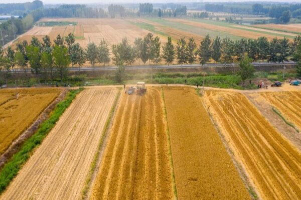 Tianjin’s Summer Harvest: Tech, Wheat, and Waves of Gold 🌾🚜 Tianjin_s_Summer_Harvest__Tech__Wheat__and_Waves_of_Gold___ video poster