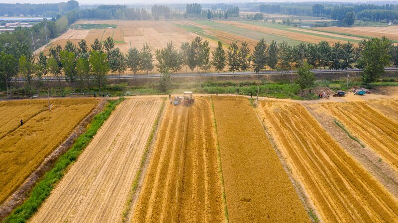 Tianjin_s_Summer_Harvest__Tech__Wheat__and_Waves_of_Gold____poster - News for amigos, by amigos Tianjin_s_Summer_Harvest__Tech__Wheat__and_Waves_of_Gold___ video poster