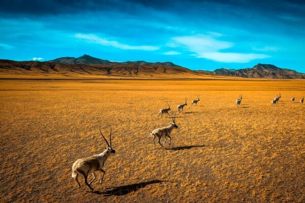 Tibetan_Antelopes_Embark_on_Epic_Annual_Migration_to_Give_Birth___
