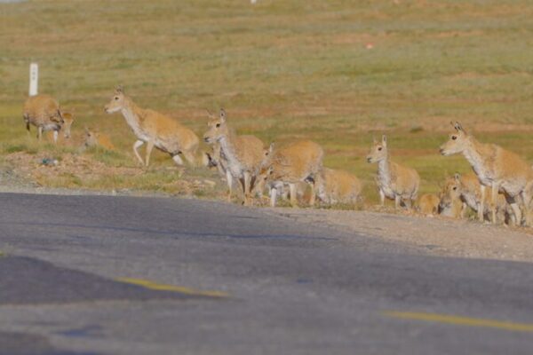 Tibetan_Antelopes_Safely_Cross_Hoh_Xil_Highways_in_Epic_Migration