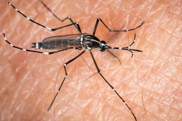 Tiger Mosquitoes Invade Europe: Climate Change Fuels Spread of Mosquito-Borne Diseases Tiger_Mosquitoes_Invade_Europe__Climate_Change_Fuels_Spread_of_Mosquito_Borne_Diseases