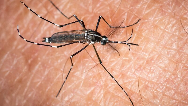 Tiger_Mosquitoes_Invade_Europe__Climate_Change_Fuels_Spread_of_Mosquito_Borne_Diseases